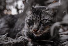 У мужчины в Нью-Йорке нашли 100 больных кошек: часть из них мертвы