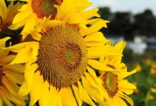 Лецитин планируют производить в СКО