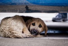 Бить собак ради денег заставляют детей в Актау