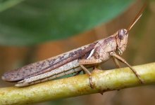 Казахстан усилит борьбу с саранчой с помощью дронов