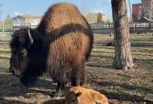 Детеныш редкого зубробизона родился в зоосаде Бурабая