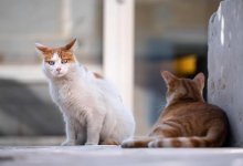 Прохожий избил мужчину за кормление бездомных кошек в Кызылорде