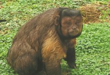Обезьяна с "человеческим" лицом стала звездой соцсетей в Китае
