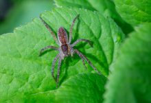Каракурты нападают на людей в Шымкенте