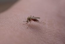 Комары атаковали астанчанку на пробежке (ВИДЕО)