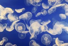 Нашествие медуз произошло на турецких курортах