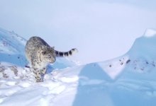 Снежный барс запечатлен на востоке Казахстана (ВИДЕО)