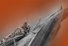 Арбузов не будет? Саранча уничтожает посевы в Туркестанской области