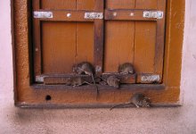 Крысы пробираются через унитазы к жителям Караганды (ВИДЕО)