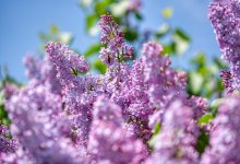 За срезанную сирень грозит штраф до 200 тысяч тенге в Казахстане