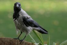 Детей и их родителей от нападения воронов спасли в Семее