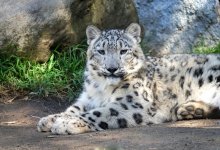 Азиатский барс поселился в Мангистау