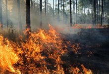 Птица стала причиной лесного пожара в Павлодарской области