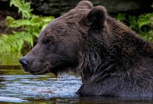 Медведь искупался в арыке в Туркестане (ВИДЕО)