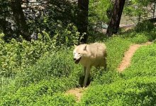 В зоопарке Алматы пополнение (ВИДЕО)