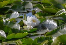 Кувшинки расцвели в Ботаническом саду Алматы