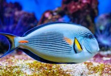 Рыба-хирург напала на туристку в Египте