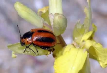Жуки-вредители атаковали село в Павлодарской области