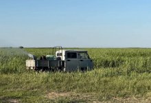 Более 10 тыс. га сельхозземель обработали против саранчи в Кызылординской области