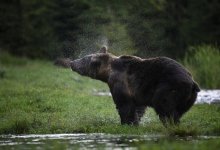 Две девушки чуть не стали жертвами медведя на Камчатке