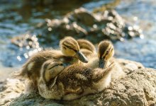 Утиная история со счастливым концом произошла в Усть-Каменогорске