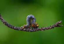 Нашествие гусениц уничтожает деревья в Караганде