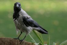 Ворона напала на жительницу Усть-Каменогорска