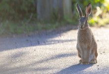 Упитанный заяц в Темиртау восхитил Казнет