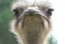 Избил страуса в Шымкенте: появились подробности