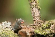 Ученые нашли у мышей нейроны, ответственные за похудение