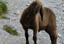 Названы официальные места забоя животных на Курбан айт в Астане