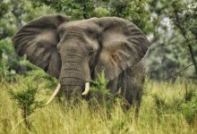 Слон ограбил магазин и съел крекеры в Таиланде