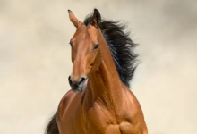 Доставка жеребца в Казахстан сорвалась из-за происшествия в Праге