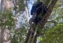 Девушка застряла на дереве на высоте третьего этажа в Экибастузе