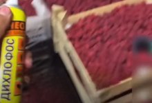 Дихлофос, распыленный на клубнику и малину, возмутил казахстанцев (ВИДЕО)