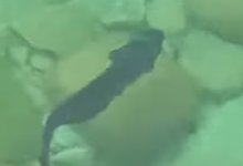 Необычную рыбу сняли на видео в Каспийском море в Актау