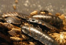 Жители Кокшетау пожаловались на тараканов в столовой