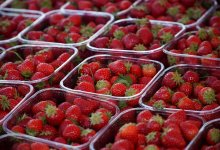 Плесень и дрожжи обнаружены в клубнике из Египта