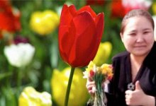 Акима не накажут за сорванные тюльпаны в Актюбинской области