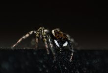 Каракурты вновь атакуют Атыраускую область: двое в больнице