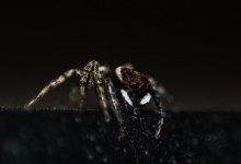 Три человека попали в реанимацию после укусов каракуртов в Атырауской области