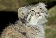 Краснокнижный кот все чаще стал появляться перед фотоловушками в двух областях Казахстана