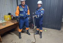 Змея в доме: жители сразу трех регионов РК пожаловались на рептилий