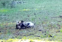 Алматинские барсуки развеселили Казнет