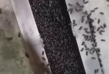 Жуки атаковали жителей села Мангистауской области