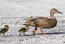 Утка чуть не устроила ДТП в Астане (ВИДЕО)
