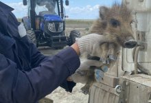 Детеныша кабана спасли из огня в Атырау