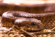 Житель Талдыкоргана обнаружил двуглавую змею в своем доме