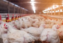 Рабочие птицефабрики в Акмолинской области отравились хлоркой