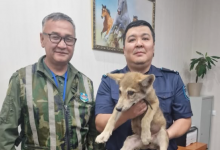 Полицейские Астаны "купили" хищника в интернете